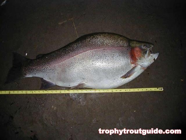world_record_rainbow_trout_<br>length (Small).j<br>pg